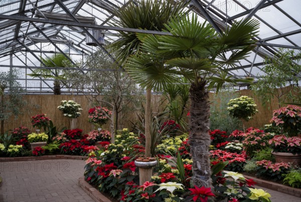 Various blossoms of poinsettia, flower, (Euphorbia pucherrima) Greenhouse, Wilhelma,