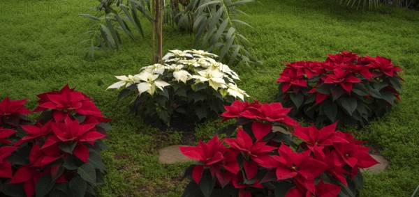 Red and white blossoms of poinsettia, flower, (Euphorbia pucherrima) Greenhouse, Wilhelma,