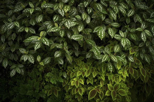 Leaves of the cannon flower (Pilea cadierei, above and Pilea invcolucrata below) Greenhouse,
