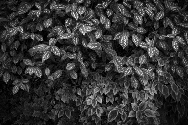 Leaves of the cannon flower (Pilea cadierei, above and Pilea invcolucrata below) Greenhouse,