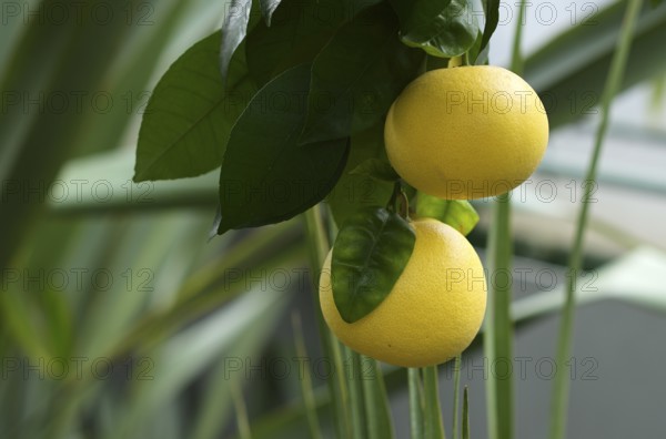 Fruit of the grapefruit (Citrus paradisi) on a tree, greenhouse, Wilhelma, Zoological-Botanical