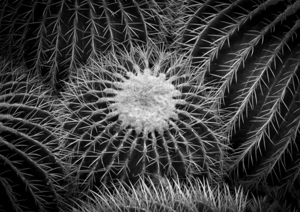 Golden globe cactus (Giant Barrel Cactus platyacanthus) also mother-in-law cactus, cactus house,