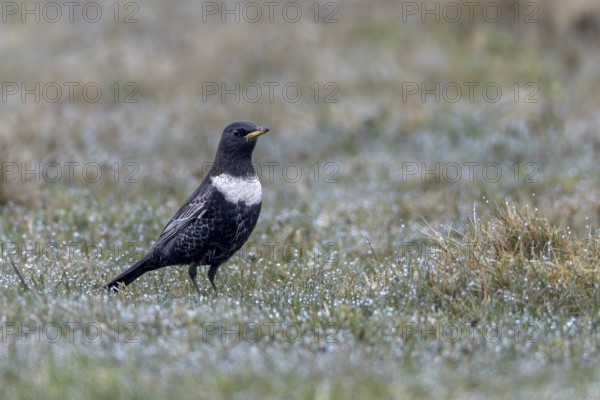 During their spring migration, ring ouzels (Turdus torquatus) can be easily observed on the Danish