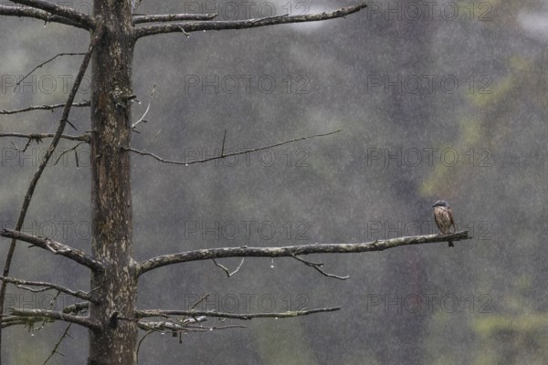 The male red-backed shrike (Lanius collurio) obviously doesn't seem to like the rain shower,