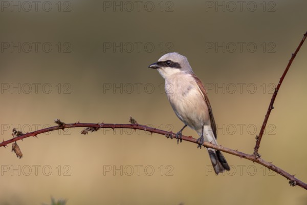 Red-backed shrike (Lanius collurio) male in the evening light on a perch, Jagdwarte, Germany