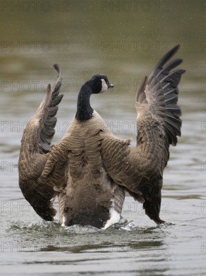 A Canada goose flaps its wings after plumage care, Ãœmminger See, Bochum, North Rhine-Westphalia,