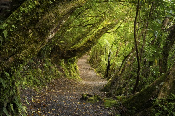 Hiking trail in the forest near Lake Rotopounamu. Waikato Region, North Island, New Zealand