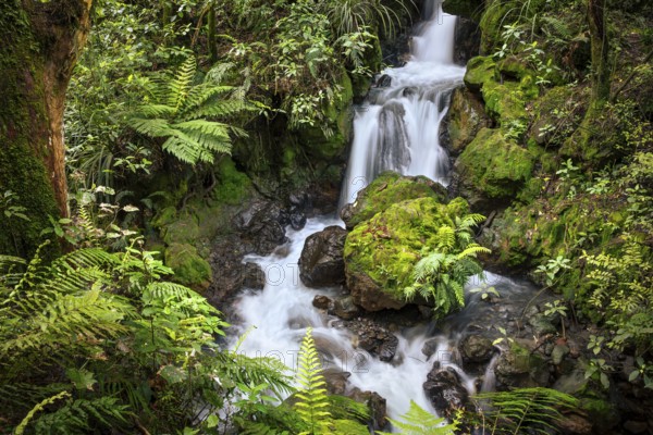 Ketetahi Falls waterfall in the forest, with rocks and ferns. Tongariro National Park, North