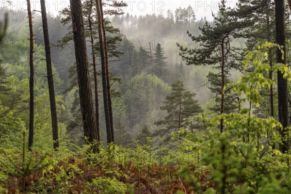 Fog in the forest of Bohemian Switzerland National Park near HÅ™ensko, Czech Republic