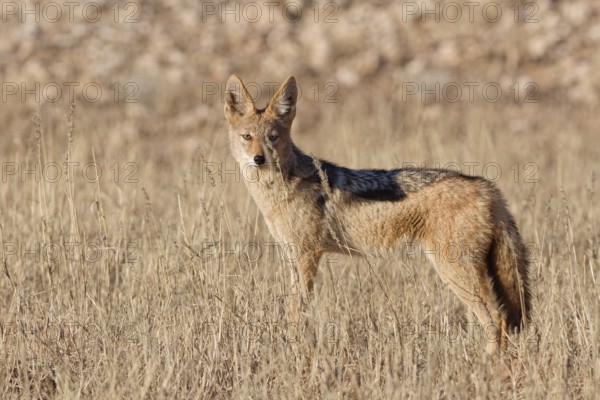 Black-backed jackal (Lupulella mesomelas), adult, standing in tall dry grass, looking at camera,