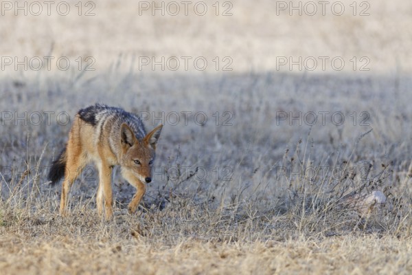 Black-backed jackal (Lupulella mesomelas), walking in the dry grass, savanna, Kgalagadi