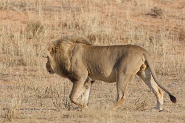 African lion (Panthera leo), adult male walking in dry grass, savanna, Kgalagadi Transfrontier