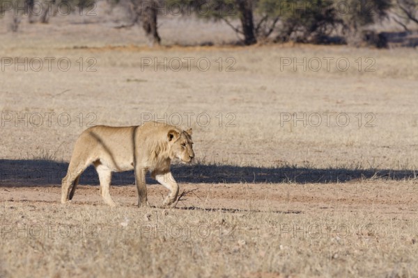 African lion (Panthera leo), adult male, walking in the grass of the dry Auob riverbed, Kgalagadi