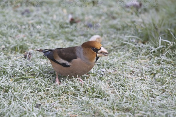 Hawfinch (Coccothraustes coccothraustes) searching for food in winter, North Rhine-Westphalia,