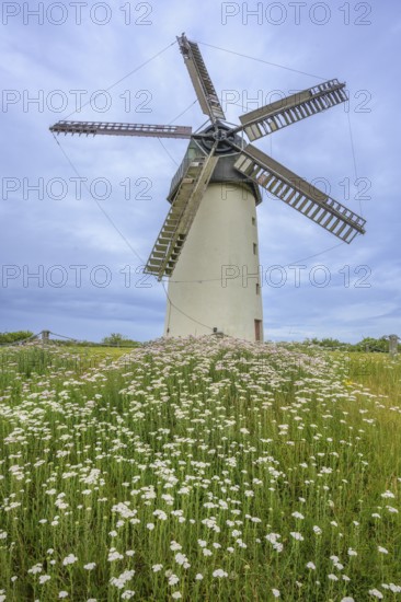 Common yarrow (Achillea millefolium) and the great windmill, Skerries, County Dublin, Ireland
