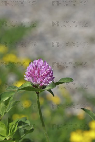Meadow clover, red clover (Trifolium pratense), flower in a meadow, medicinal herb, Wilnsdorf,