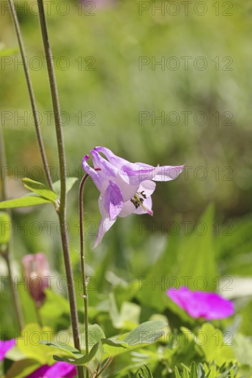 Columbine (Aquilegia vulgaris), pink flower at the edge of a forest, in spring, Wilnsdorf, North