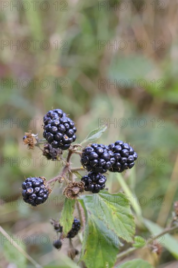 Blackberries (Rubus fruticosus), ripe fruit on a bush in a forest, Wilnsdorf, North