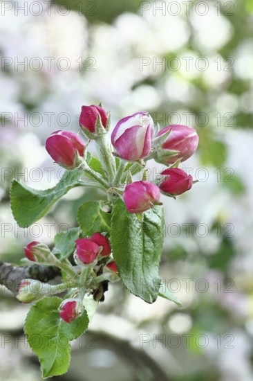 Apple blossoms (Malus), red still closed blossoms, bokeh in the background, close-up, Wilnsdorf,