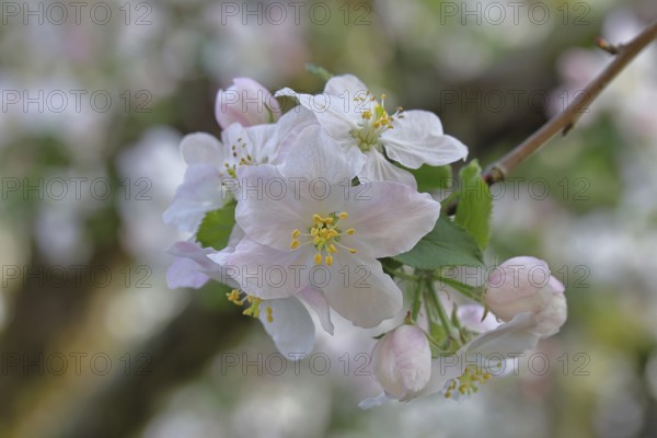 Apple blossoms (Malus), white blossoms with bokeh in the background, close-up, spring, Wilnsdorf,