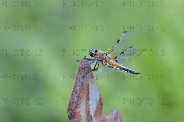 Four-spot (Libellula quadrimaculata), family of dragonflies (Libellulidae), male sitting on a fence
