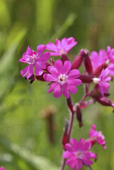 Red campion (Silene dioica), close-up of a flower in a meadow, Wilnsdorf, North Rhine-Westphalia,