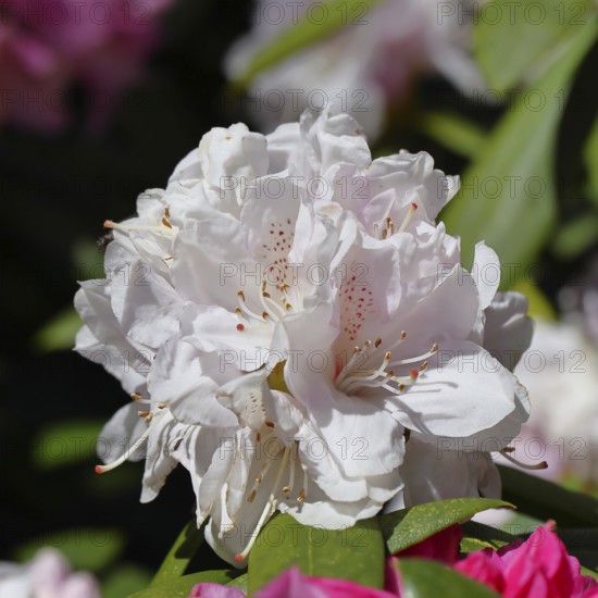 Rhododendron flowers (Rhododendron Homer), white flowers, in a garden, Wilnsdorf, North