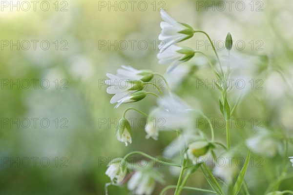 Greater stitchwort (Rabelera holostea, synonym: Stellaria holostea L.), backlit flowers, Peene