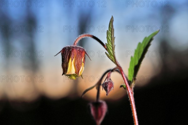 Brooklime (Geum rivale), flowering in the evening light, Peene Valley nature park Park,