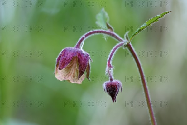 Brooklime (Geum rivale), flowering in the morning light, Peene Valley nature park Park,