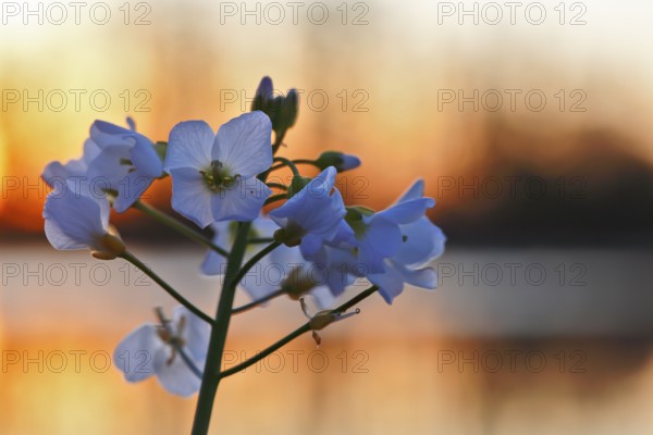 Meadow foamwort (Cardamine pratensis), flowers in front of a water surface at dawn, Peene Valley