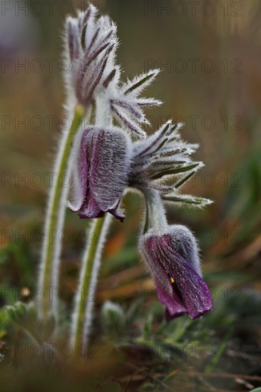 Meadow Pasque Flower, Meadow Pasque Flower, Black Pasque Flower (Pulsatilla pratensis), flower in