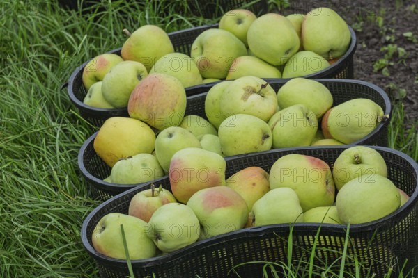 Apple harvest, freshly picked apples, Kreislehrgarten, Burgsteinfurt, Steinfurt, MÃ¼nsterland,