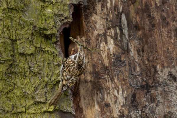 The woodcreeper (Certhia familiaris) uses tree bark, small twigs, fur remnants and feathers as