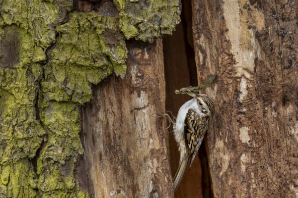 The woodcreeper pair (Certhia familiaris) tirelessly collects nesting material for nest building,