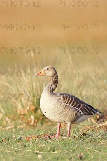 Grey goose (Anser anser) on a dyke in the evening at sunset, golden hour, DÃ¼mmer, Lake DÃ¼mmer,