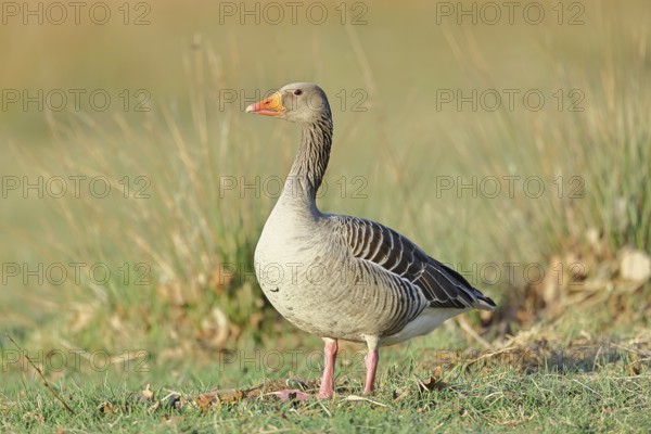 Grey goose (Anser anser) on a dyke in the evening at sunset, golden hour, DÃ¼mmer, Lake DÃ¼mmer,