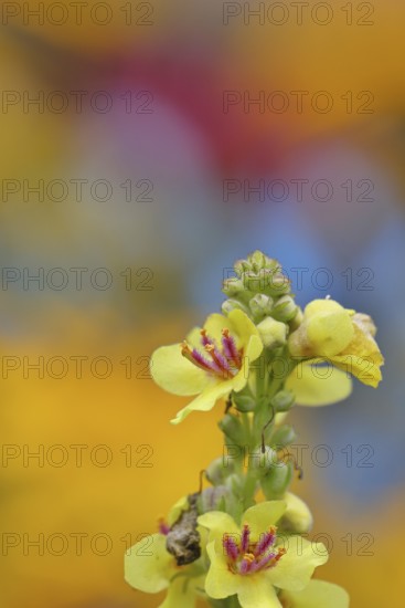 Dark mullein (Verbascum nigrum), flowers, inflorescence, in a natural garden, close-up, Wilnsdorf,