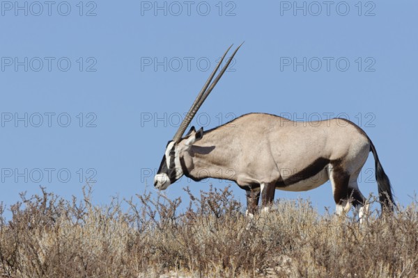 Gemsbok (Oryx gazella), adult female, standing on a rocky ridge among dry bushes, feeding on