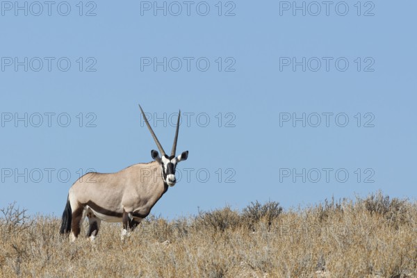 Gemsbok (Oryx gazella), adult female, standing on a rocky ridge among dry bushes, looking at
