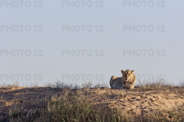 African lion (Panthera leo), adult male lying on a sand dune, in the sun, looking at camera, alert,