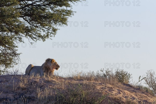 African lion (Panthera leo), adult male lying on a sand dune, in the shade of trees, looking