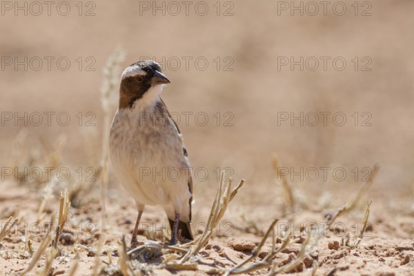 Sociable weaver (Philetairus socius), adult, sitting on the dry ground, foraging, Kgalagadi