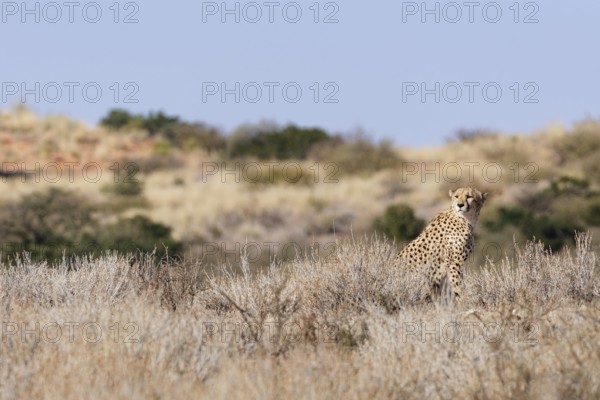 Cheetah (Acinonyx jubatus), adult, sitting on a rocky hill among dry bushes, looking around, alert,