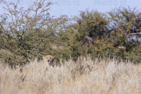 Cheetah (Acinonyx jubatus), adult, sitting on a rocky hill behind dry bushes, looking at camera,