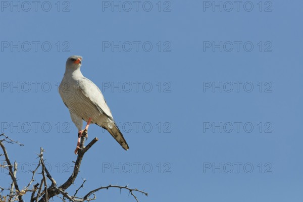 Pale chanting goshawk (Melierax canorus), adult, sitting on a tree branch, on the lookout, blue
