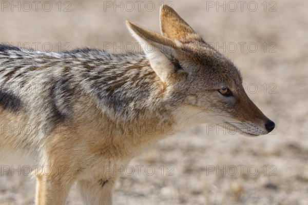Black-backed jackal (Lupulella mesomelas), adult, standing in dry savanna, alert, head profile,