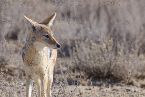 Black-backed jackal (Lupulella mesomelas), adult, standing among dry bushes, looking around, alert,