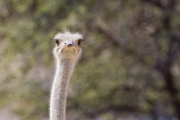 South African ostrich (Struthio camelus australis), adult, looking at camera, alert, head close-up,
