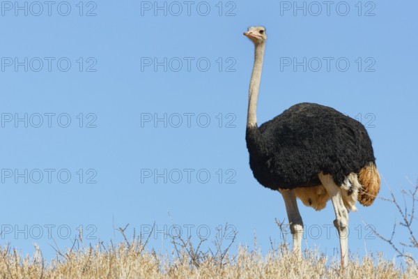 South African ostrich (Struthio camelus australis), adult male, standing on a hill among dry